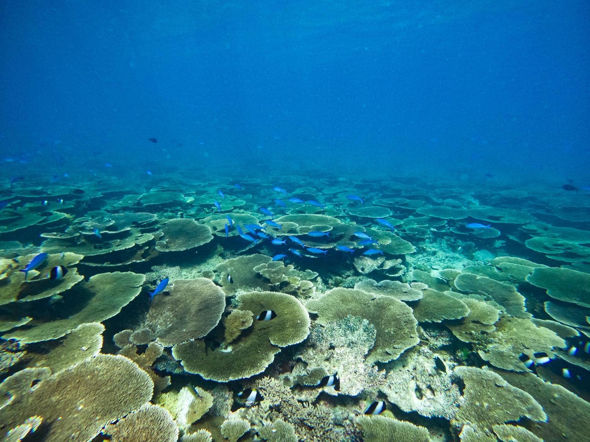 Manta Sea View Himandhoo Hotell Exteriör bild