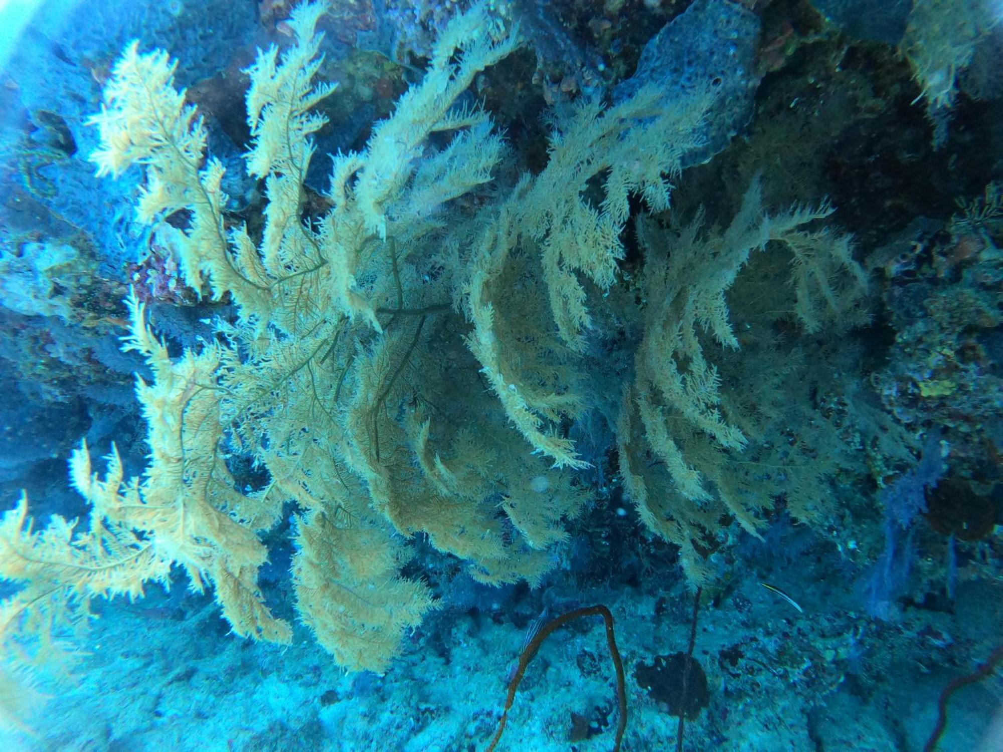 Manta Sea View Himandhoo Hotell Exteriör bild